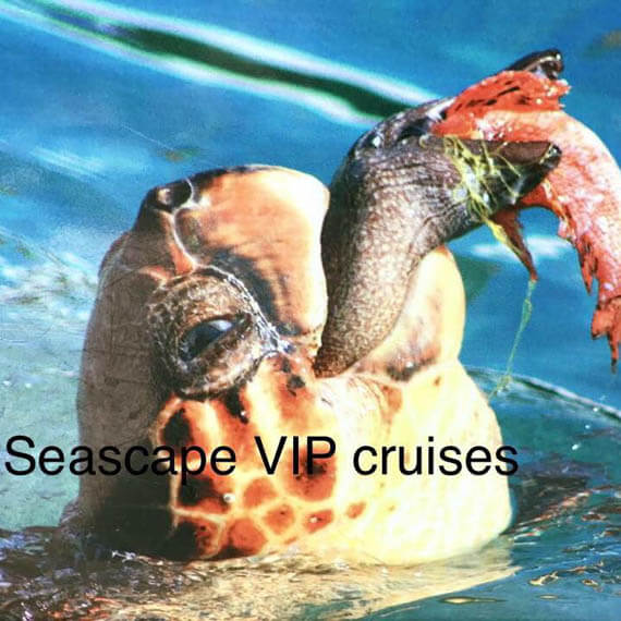 marathonisi keri caves cruise private vip